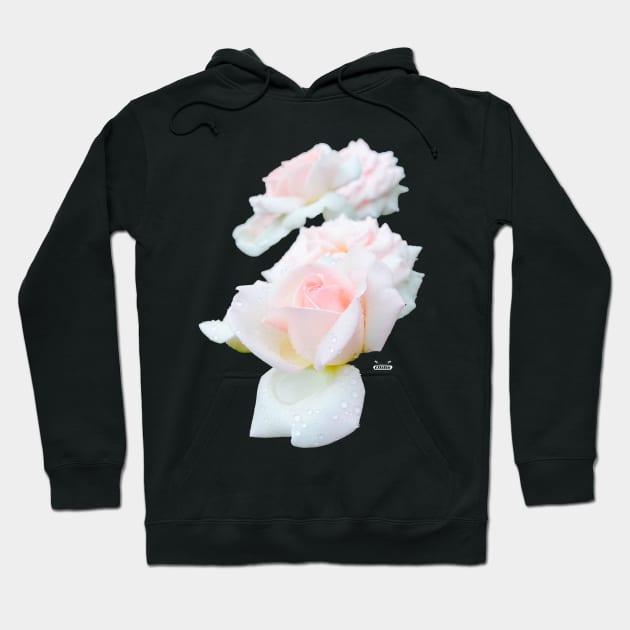 Rose in the dew on black / Swiss Artwork Photography Hoodie by Wolf Art / Swiss Artwork Photography